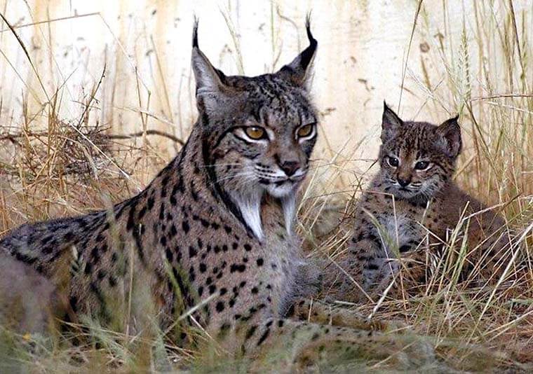 Lince ibérico con cría